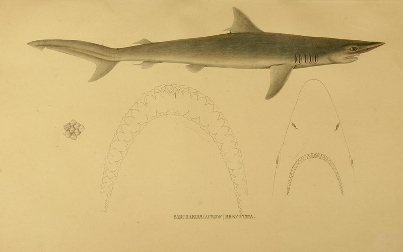 n242 w1150 - spinner shark (Carcharhinus brevipinna).jpg