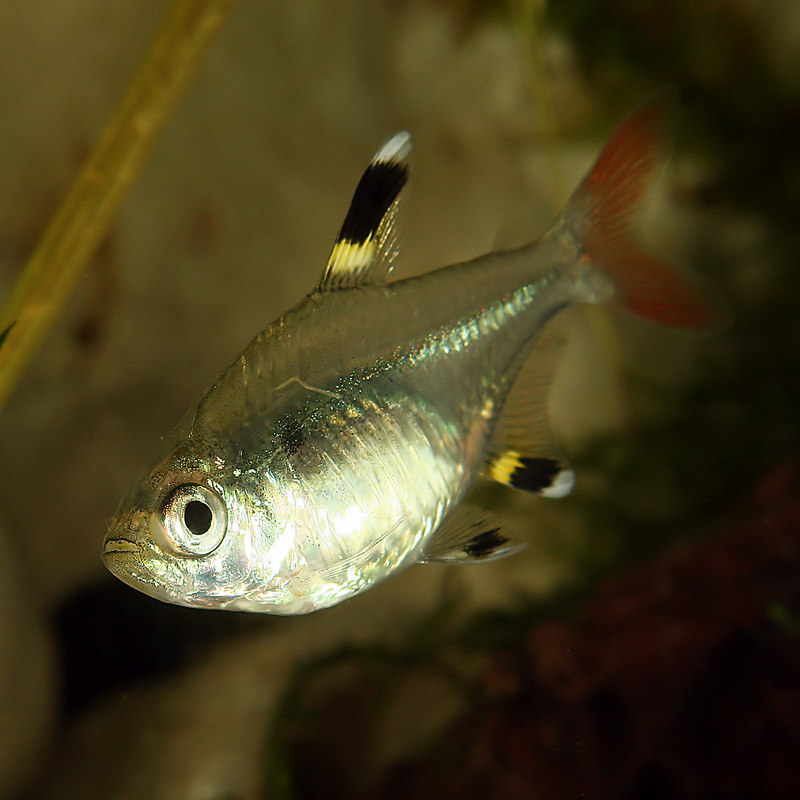 Pristella maxillaris - X-ray fish, X-ray tetra (Pristella maxillaris).jpg
