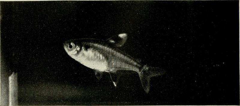 The complete aquarium book; the care and breeding of goldfish and tropical fishes (1936) (20049227934).jpg
