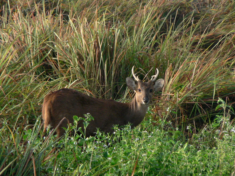 Hog deer in Terai grassland - Indian hog deer (Hyelaphus porcinus).JPG