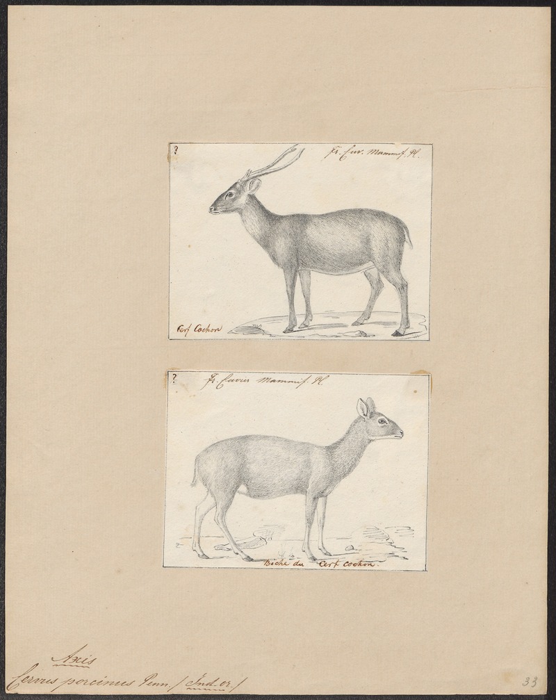 Cervus porcinus - 1700-1880 - Print - Iconographia Zoologica - Special Collections University of Amsterdam - UBA01 IZ21500344.jpg