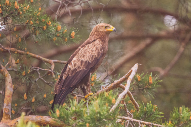 Clanga pomarina, Belarus 1 - lesser spotted eagle (formerly Aquila pomarina).jpg