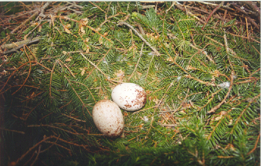 Aquila pomarina nest with eggs.jpg