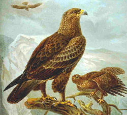 Lesser spotted eagle.JPG