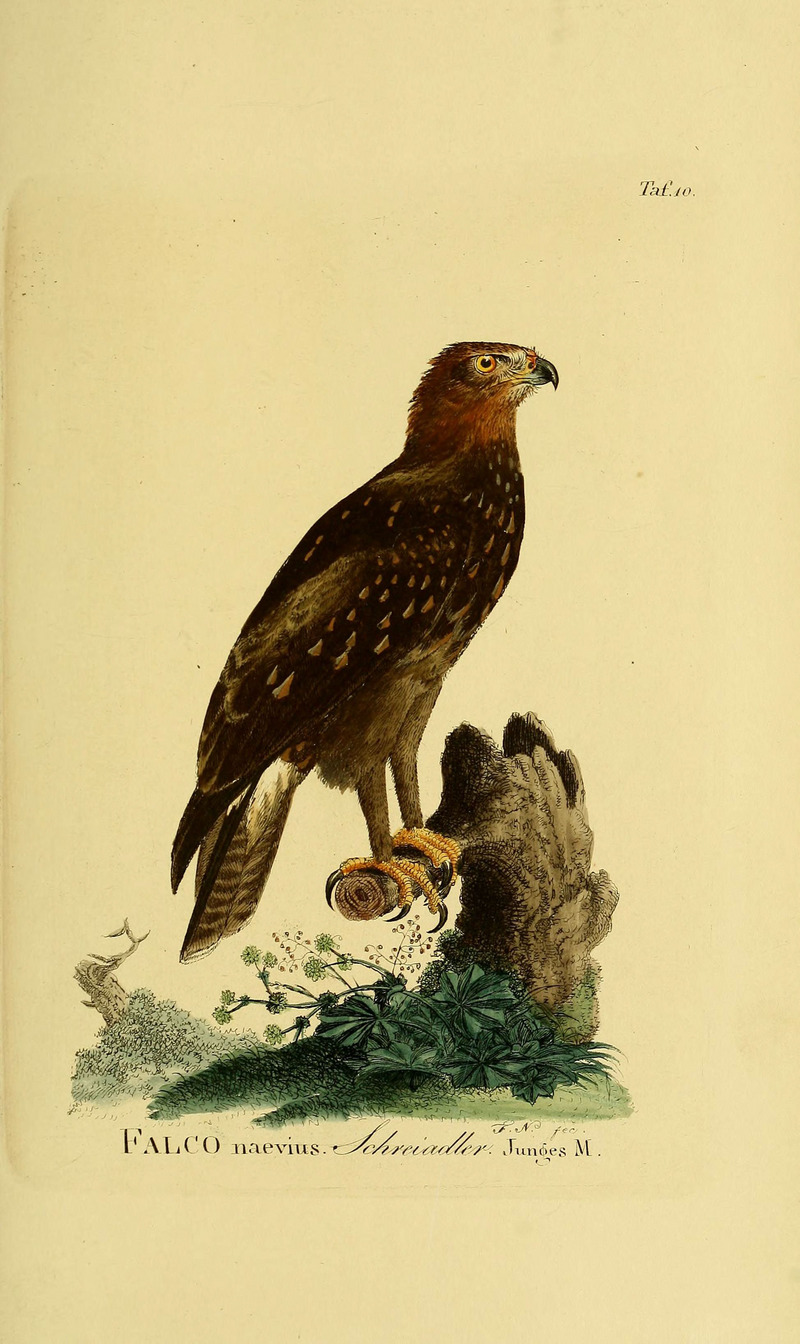 Johann Andreas Naumann's . . . Naturgeschichte der Vögel Deutschlands, nach einigen Erfahrungen entworfen (Taf. 10) (6058829989).jpg