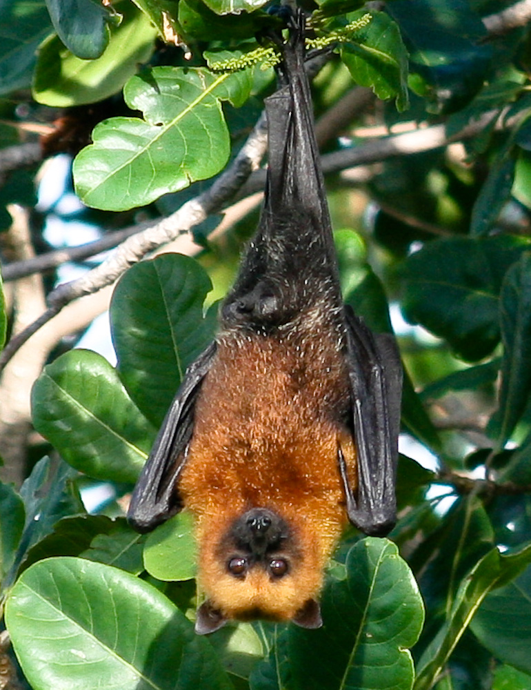Pteropus seychellensis - Seychelles fruit bat, Seychelles flying fox (Pteropus seychellensis).jpg