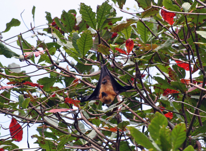 Seychelles Fruit Bat - Pteropus seychellensis 3.jpg