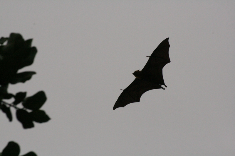 Seychelles Fruit Bat - Pteropus seychellensis.jpg