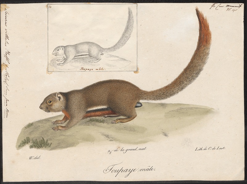 Sciurus vittatus - 1700-1880 - Print - Iconographia Zoologica - Special Collections University of Amsterdam - UBA01 IZ20400081.jpg