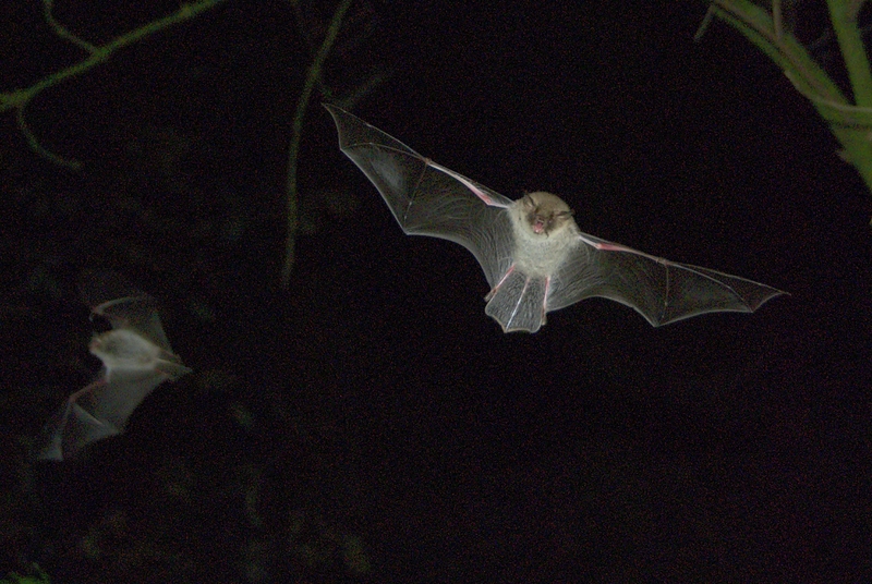 XN Myotis Nattereri 96 - Natterer's bat (Myotis nattereri).jpg