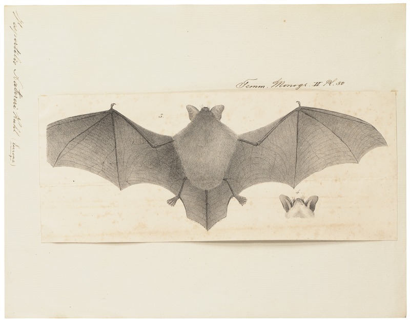 Vespertilio nattereri - 1700-1880 - Print - Iconographia Zoologica - Special Collections University of Amsterdam - UBA01 IZ20800127.jpg