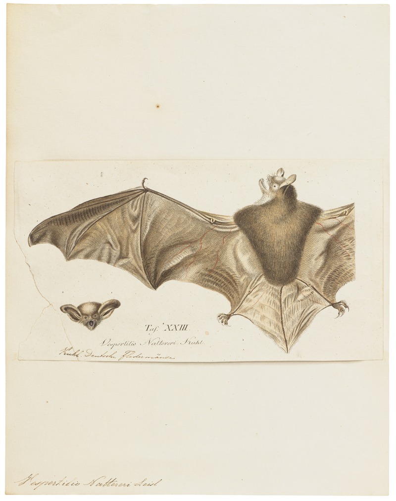 Vespertilio nattereri - 1700-1880 - Print - Iconographia Zoologica - Special Collections University of Amsterdam - UBA01 IZ20800195.jpg