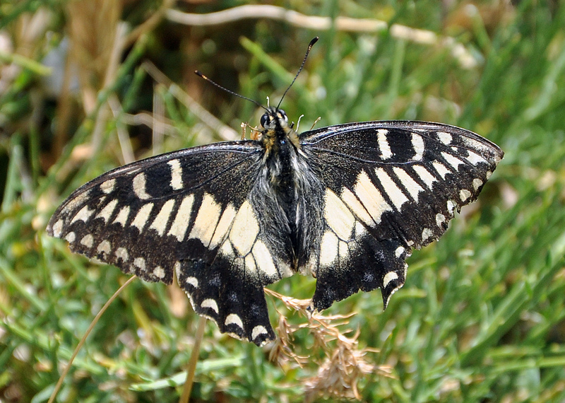 Papilio hospiton.jpg