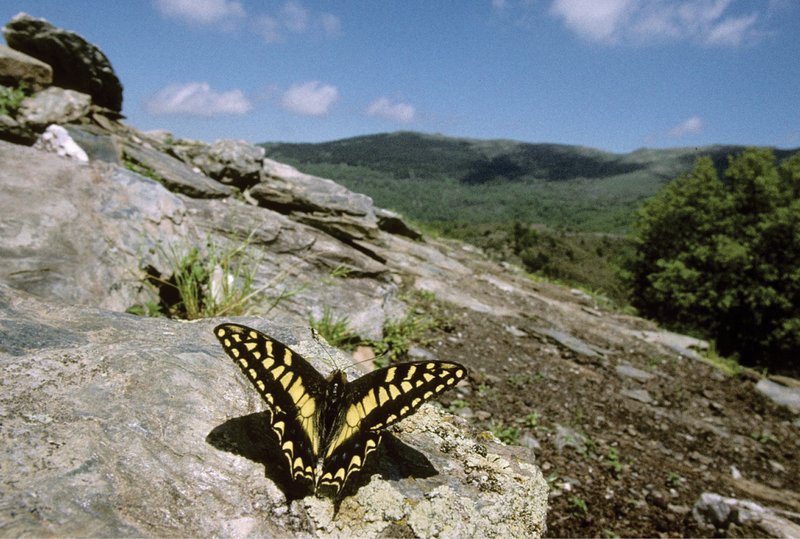 Papilio hospiton - Nature Conservation-001-073-g009.jpg