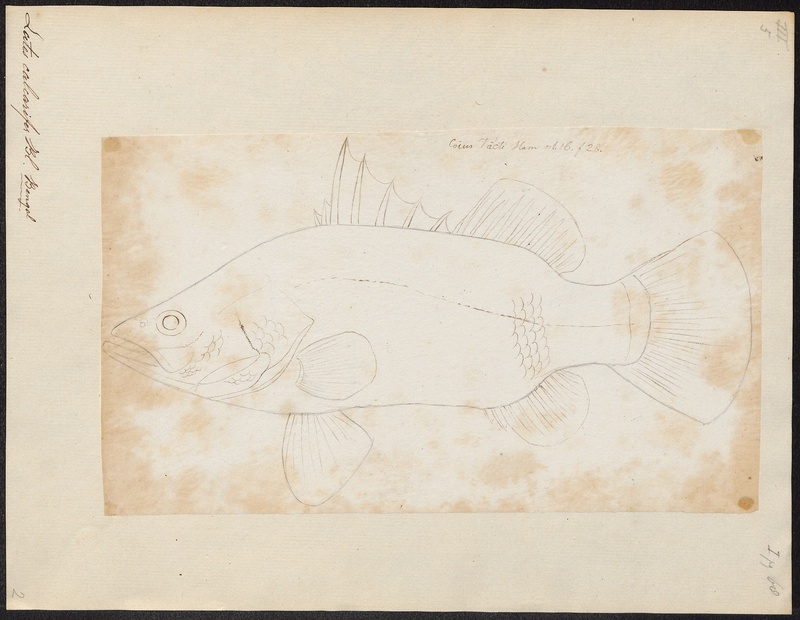 Lates calcarifer - - Print - Iconographia Zoologica - Special Collections University of Amsterdam - UBA01 IZ12900090.jpg