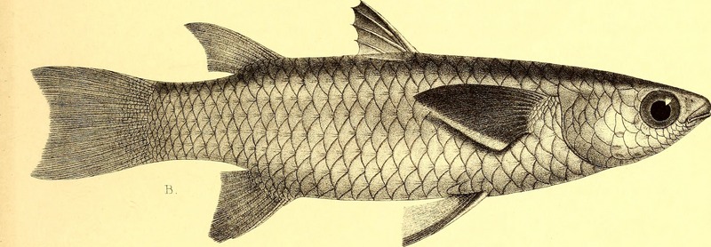 Andrew Garrett's Fische der Südsee (1876) (18007545258).jpg