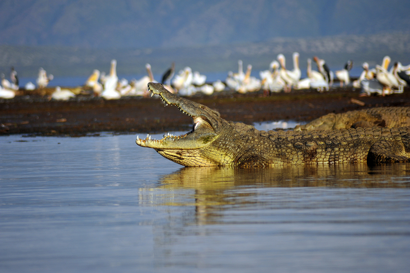 Etiopia - omo river valley DSC 2835 (4) - Nile crocodile (Crocodylus niloticus).jpg