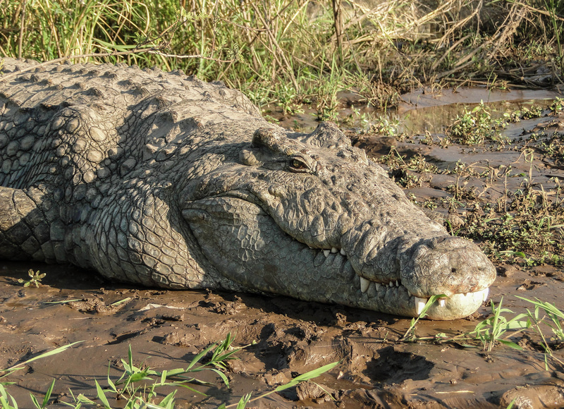 Crocodylus niloticus in Lake Chamo 02.jpg