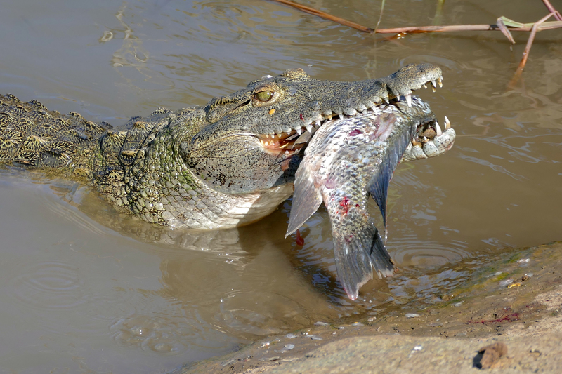 Nile Crocodile (Crocodylus niloticus) trying to swallow a big Tilapia (Oreochromis sp.) . . . (16647120860).jpg