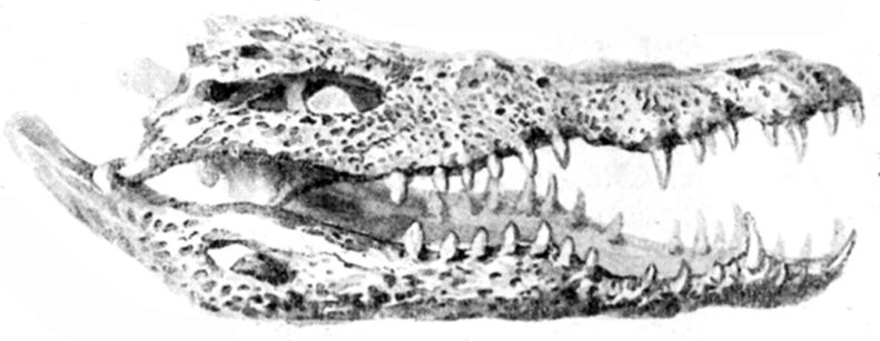 Crocodylus niloticus skull.png