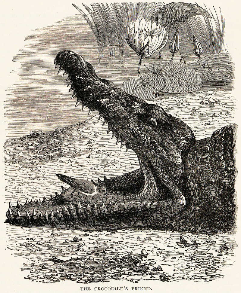 Plover Crocodile Symbiosis.jpg