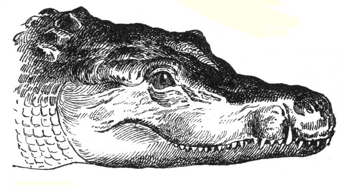 Crocodylidae-drawing-simplified.jpg