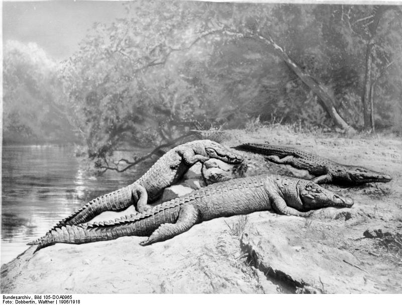 Bundesarchiv Bild 105-DOA0965, Deutsch-Ostafrika, Krokodile.jpg