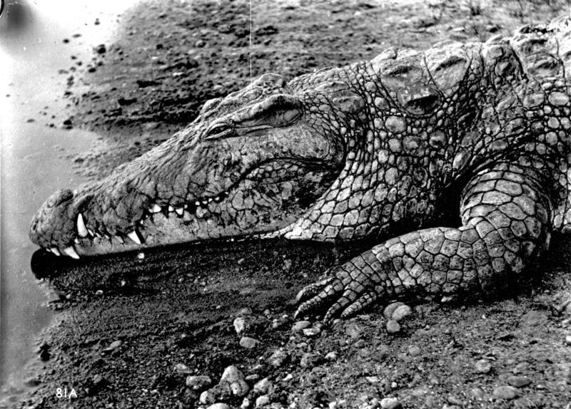 Bundesarchiv Bild 105-DOA0081, Deutsch-Ostafrika, Krokodil.jpg