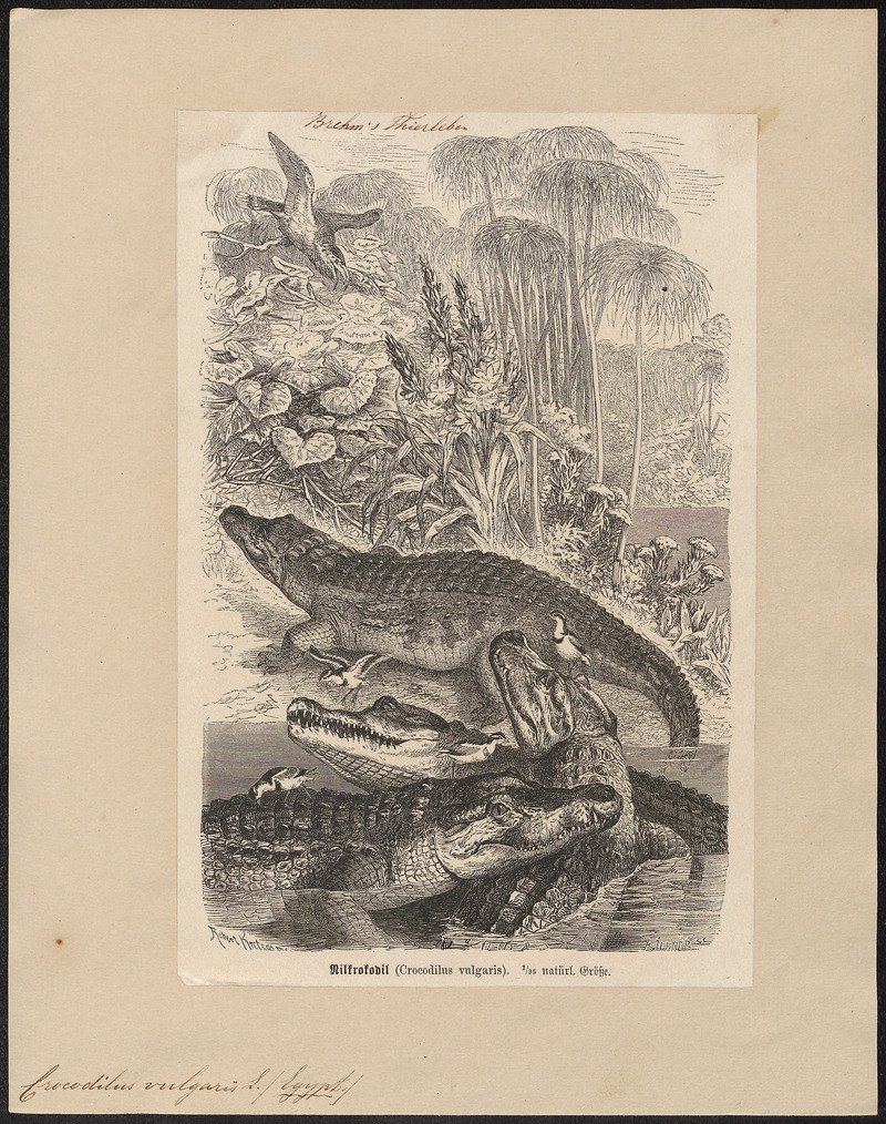 Crocodilus vulgaris - 1700-1880 - Print - Iconographia Zoologica - Special Collections University of Amsterdam - UBA01 IZ12200039.jpg