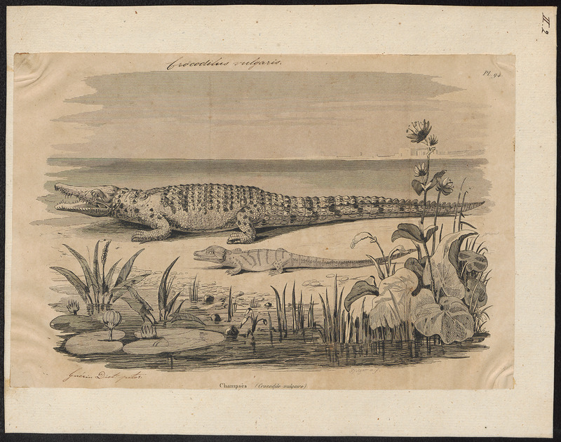 Crocodilus vulgaris - 1700-1880 - Print - Iconographia Zoologica - Special Collections University of Amsterdam - UBA01 IZ12200062.jpg