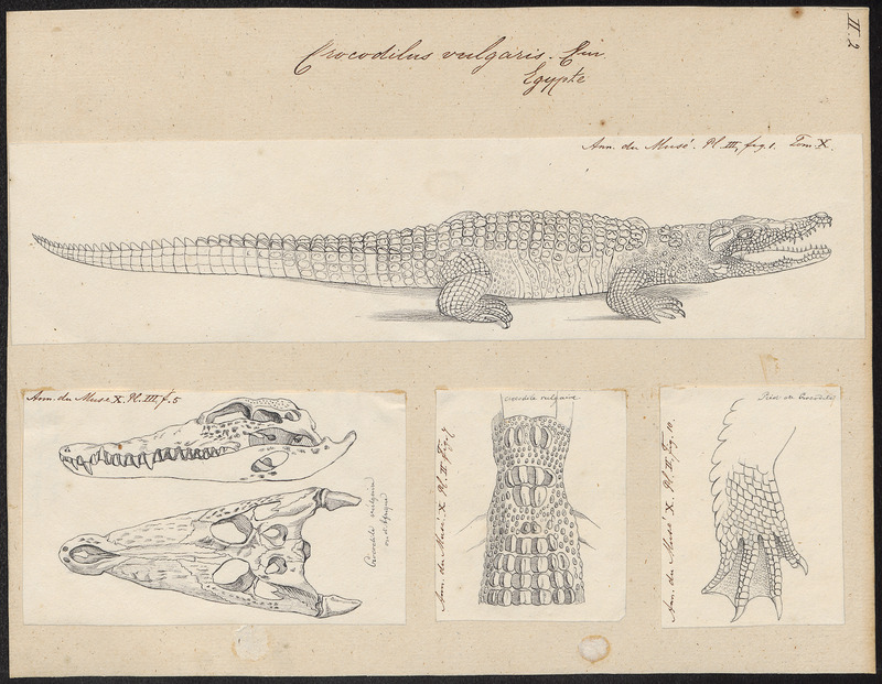 Crocodilus vulgaris - 1700-1880 - Print - Iconographia Zoologica - Special Collections University of Amsterdam - UBA01 IZ12200064.jpg
