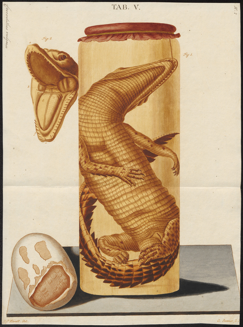 Crocodilus vulgaris - 1700-1880 - Print - Iconographia Zoologica - Special Collections University of Amsterdam - UBA01 IZ12200078.jpg