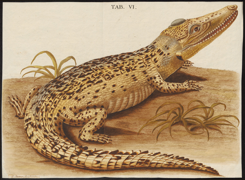 Crocodilus vulgaris - 1700-1880 - Print - Iconographia Zoologica - Special Collections University of Amsterdam - UBA01 IZ12200080.jpg