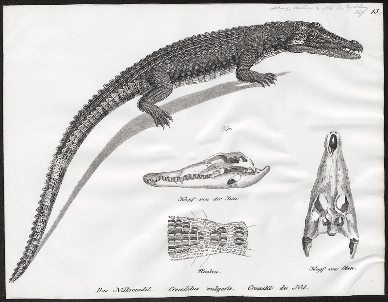 Crocodilus vulgaris - met schedel en nek - 1700-1880 - Print - Iconographia Zoologica - Special Collections University of Amsterdam - UBA01 IZ12200060.jpg