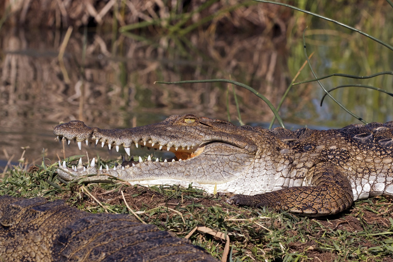 Kenyan crocodile (Crocodylus niloticus pauciscutatus).jpg