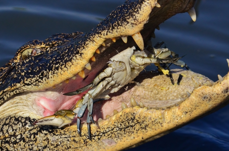 American Alligator eating Blue Crab 2 - American alligator, gator (Alligator mississippiensis).JPG