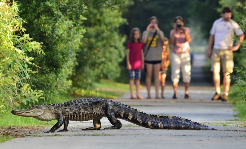 Alligator and people - American gator (Alligator mississippiensis).jpg