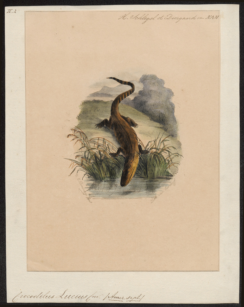Crocodilus lucius - 1700-1880 - Print - Iconographia Zoologica - Special Collections University of Amsterdam - UBA01 IZ12200001.jpg