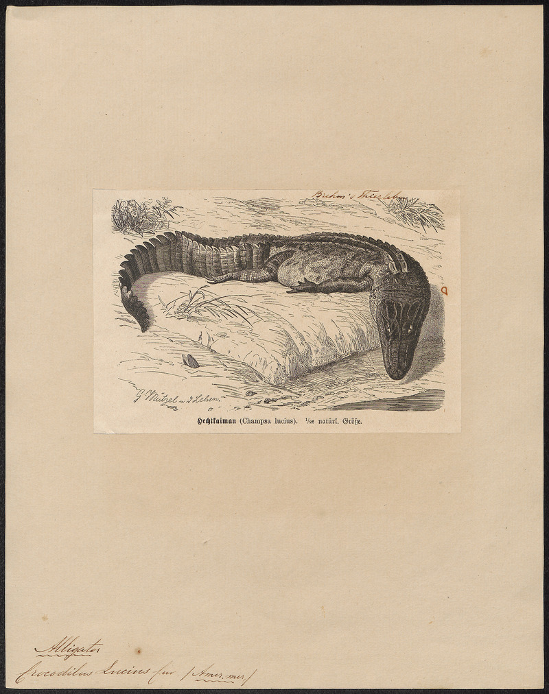 Crocodilus lucius - 1700-1880 - Print - Iconographia Zoologica - Special Collections University of Amsterdam - UBA01 IZ12200037.jpg