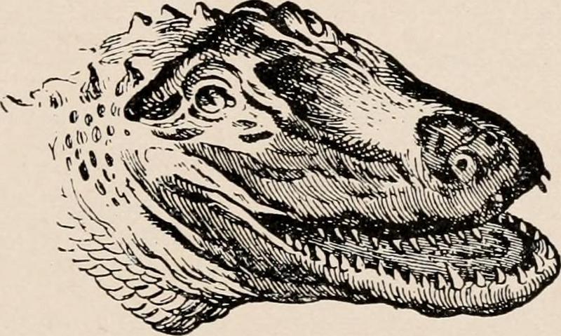 Image from page 298 of -Introduction to zoology; a guide to the study of animals, for the use of secondary schools;- (1900) (14598457449).jpg