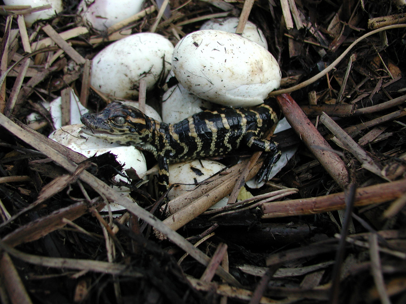 Newly Hatched Baby Alligators (3), NPSPhoto (9250317042).jpg