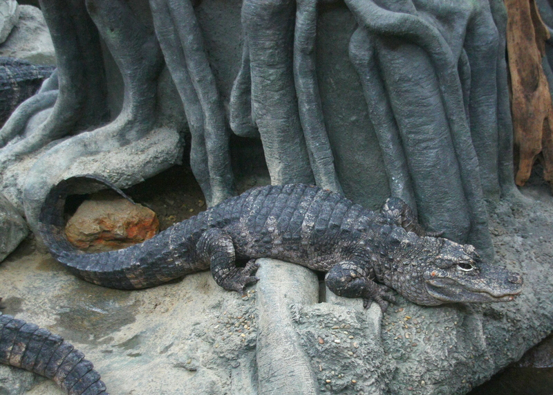 Chinese Alligator 15.JPG