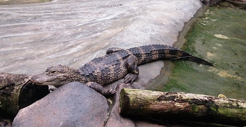 Crocodile at river safari.jpg