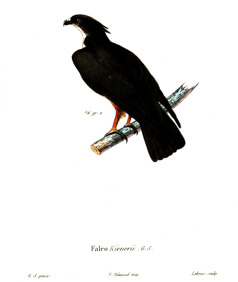 Falco.Kienerii.1835.jpg