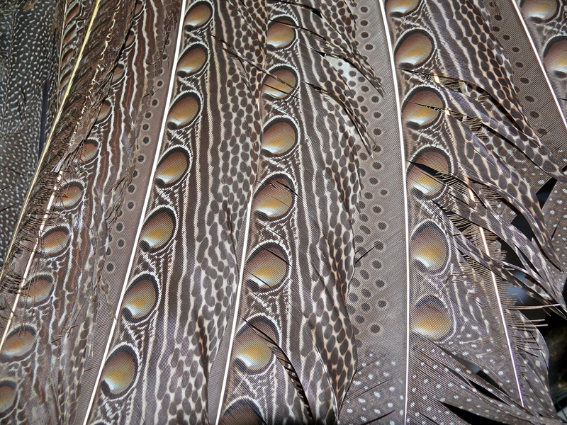 Great Argus (Argusianus argus) tail feathers (8443958487).jpg