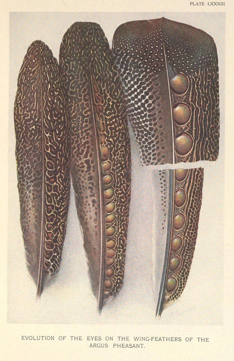 Evolution of eyes on Argus Pheasant feathers by Henrik Grönvold.png