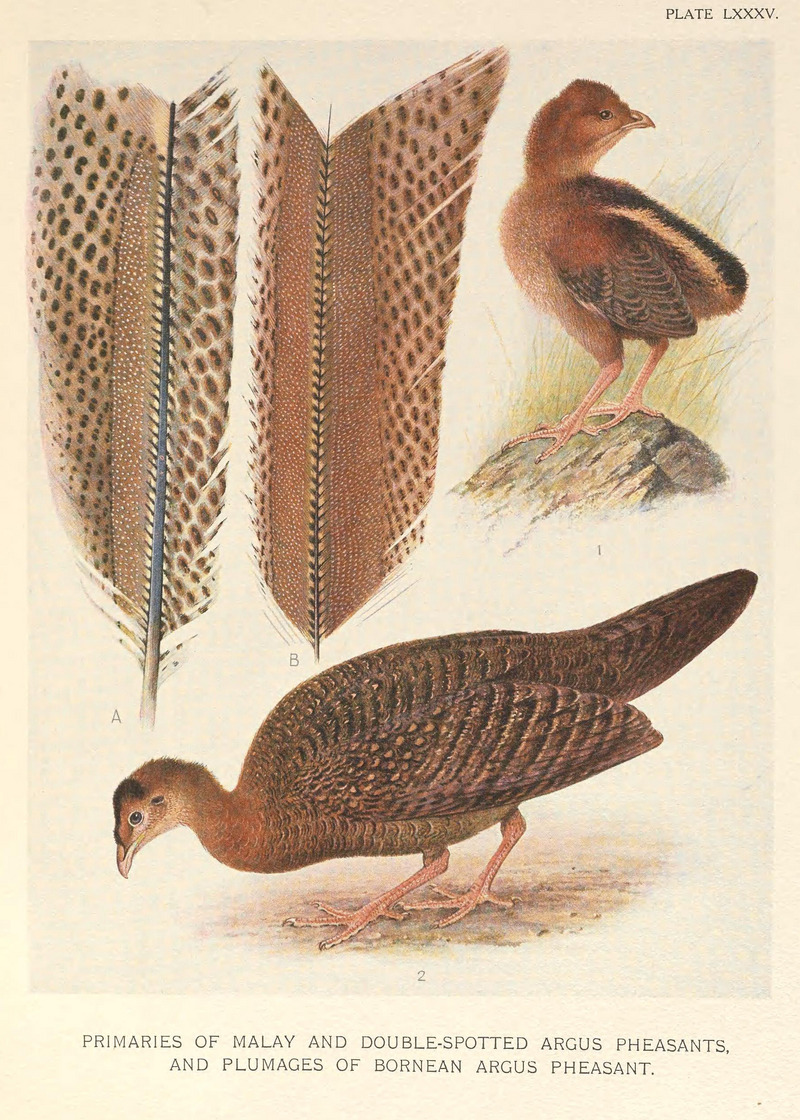 Argus Pheasant plumage by Henrik Grönvold.jpg