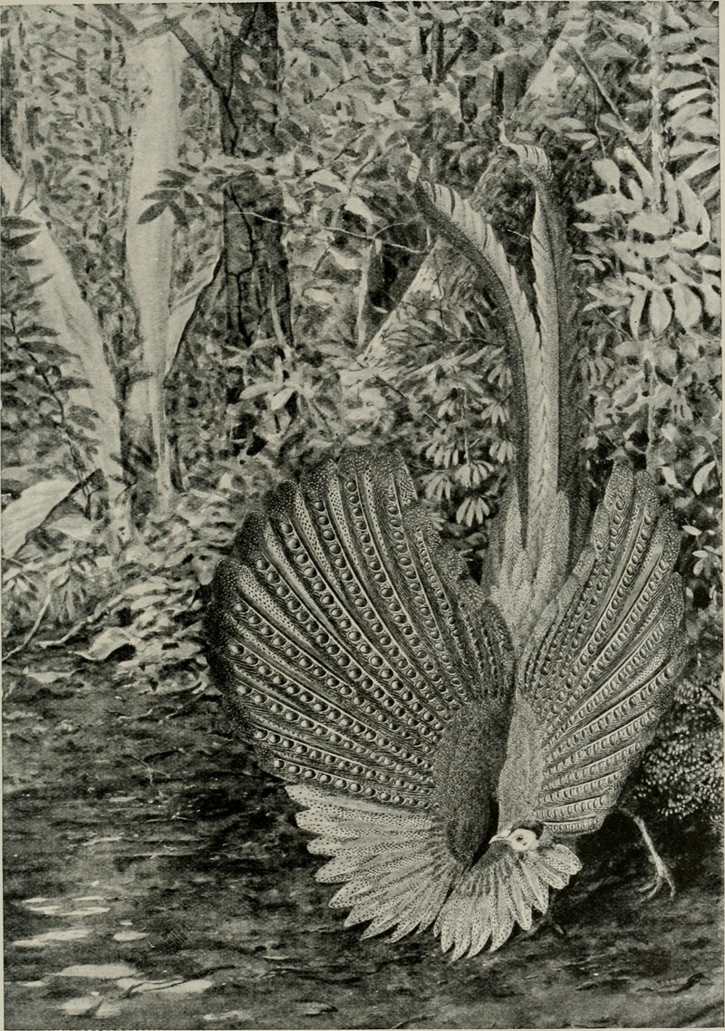 Bird-lore (1915) (14732369996).jpg