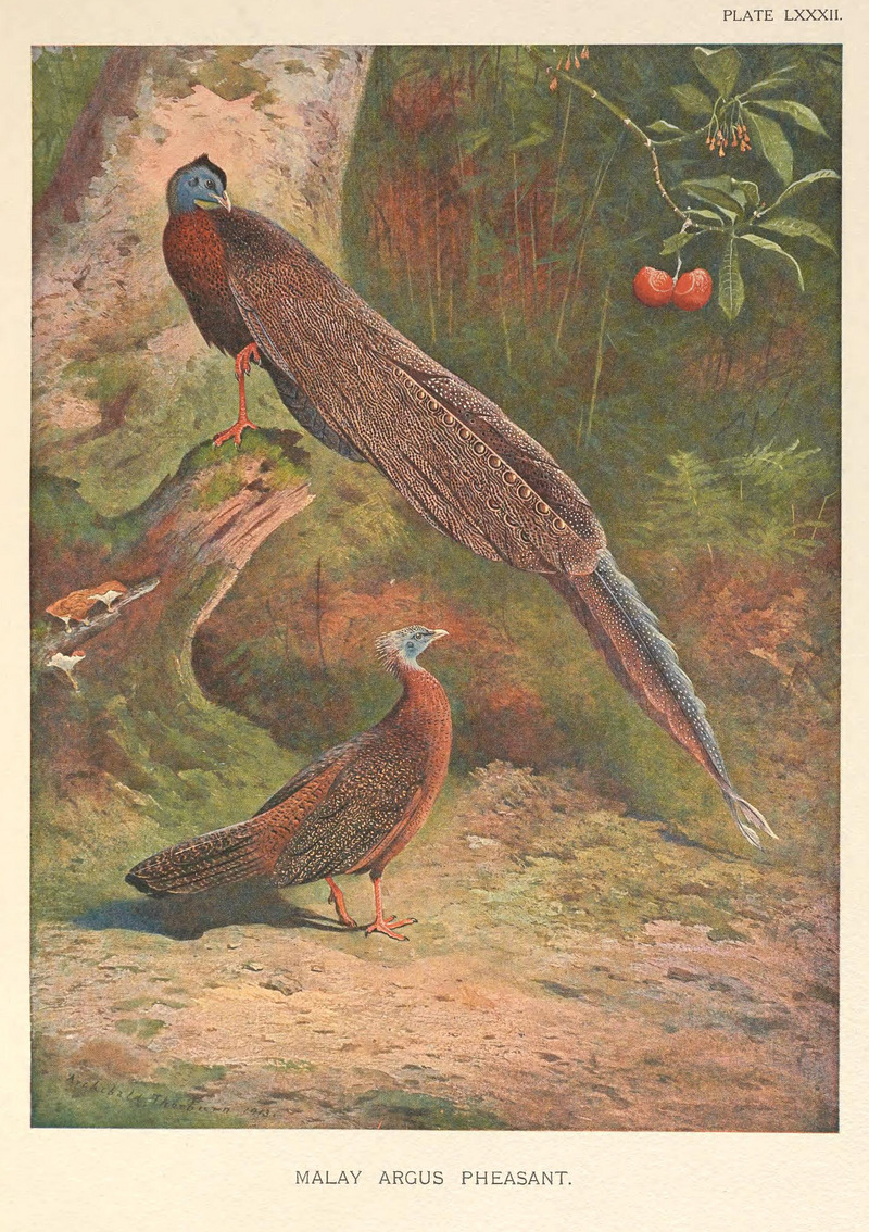 Malay Argus Pheasant by Archibald Thorburn.jpg