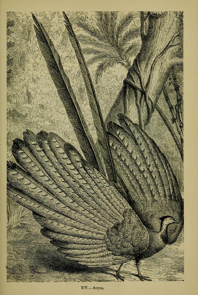 Reptiles and birds - a popular account of their various orders, with a description of the habits and economy of the most interesting (1883) (14772262903).jpg